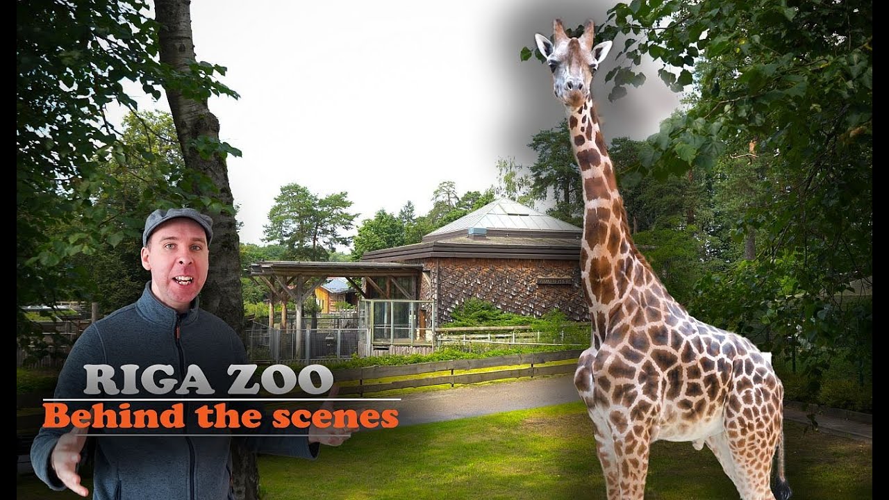 Zootv3 visits Riga Zoo Insectarium & Giraffe House: Full Behind-the-Scenes Tour